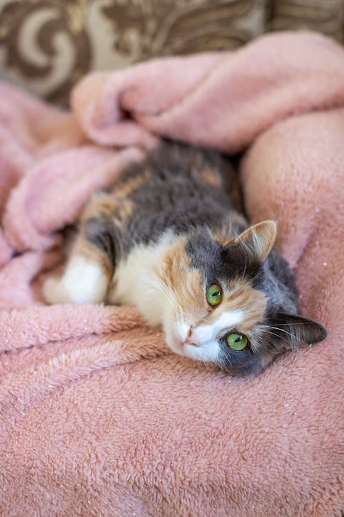 A Cute Cat Lying on Pink Blanket