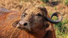 Brown Yak on Brown Grass Field