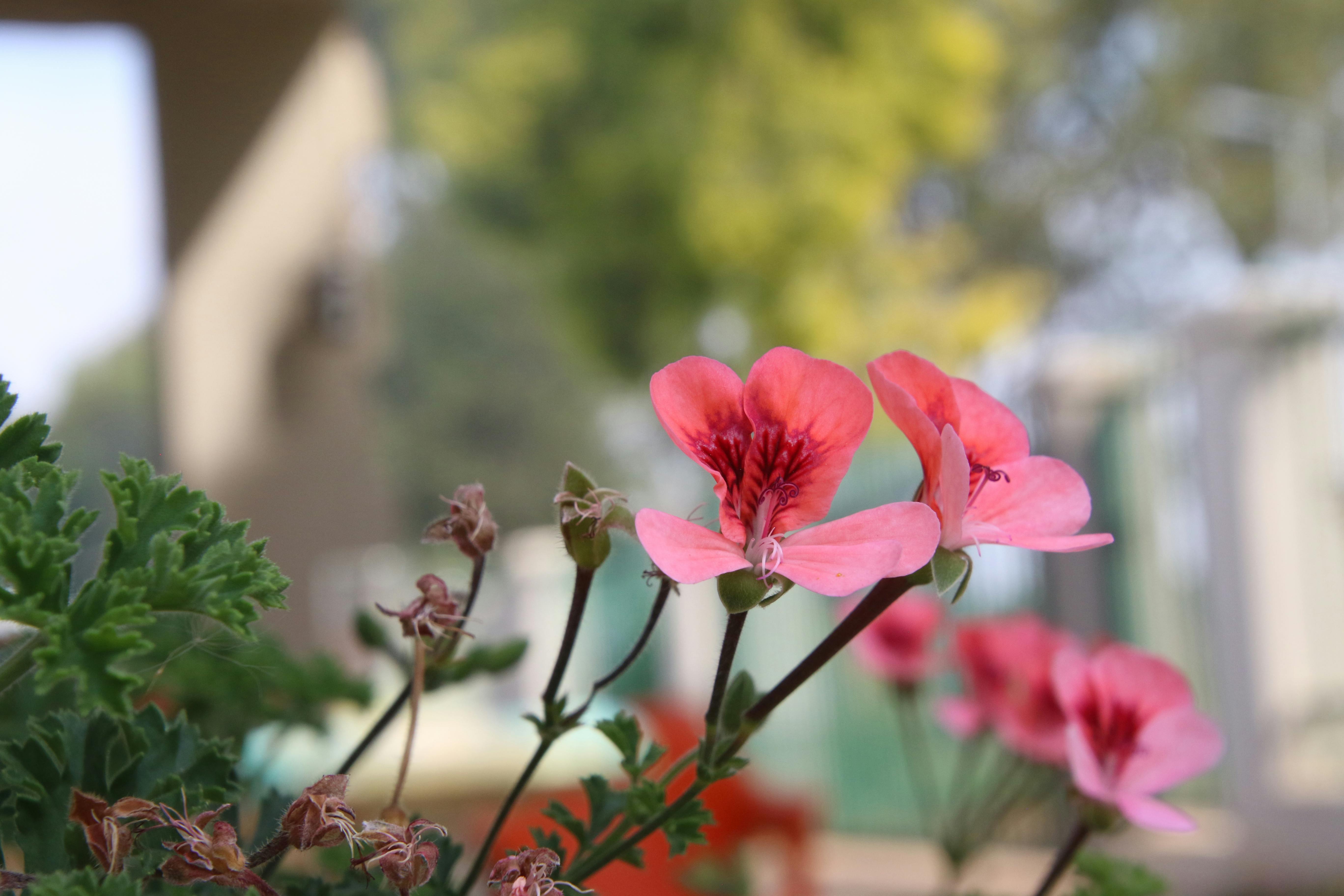 花园中，一株盛开的粉红天竺葵特写，花瓣明亮动人