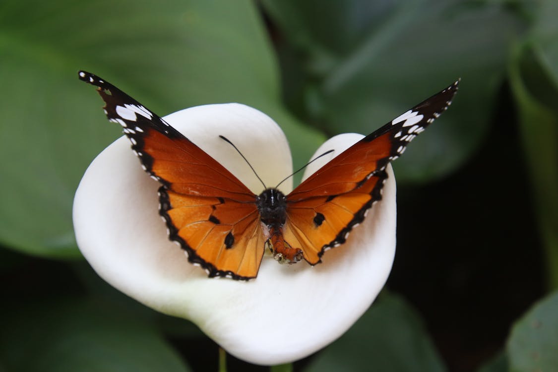 Free African Monarch Butterfly on White Calla Lily Flower Stock Photo