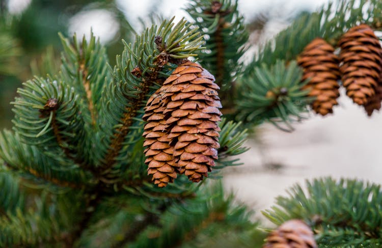 Pine Branch With Cones