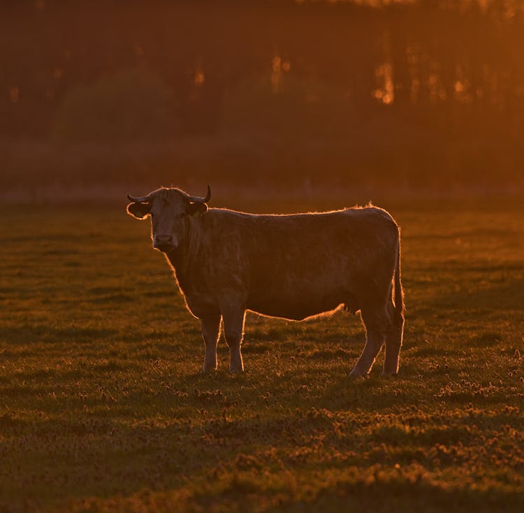 A Cow On A Pasture