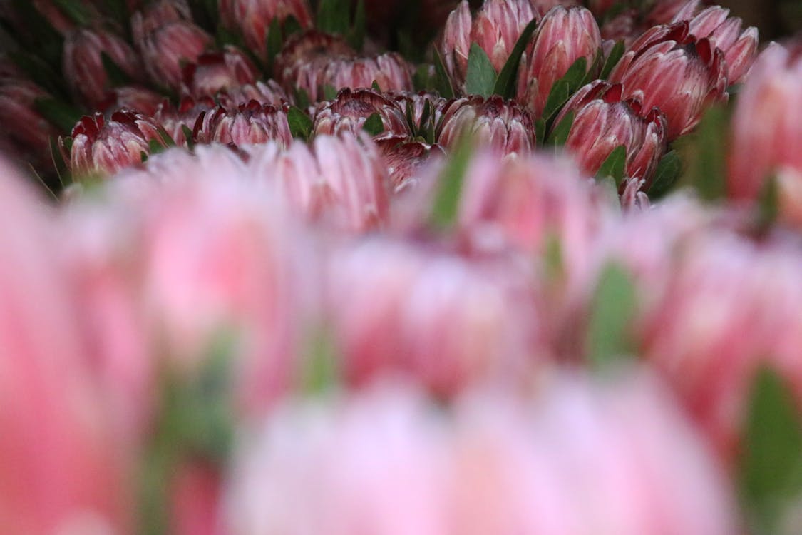 Fotografi Closeup Tulip Merah Muda