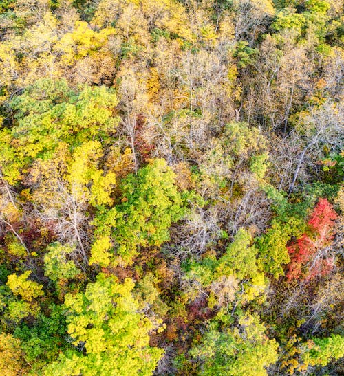 Free Birds Eye View of a Dense Forest Stock Photo