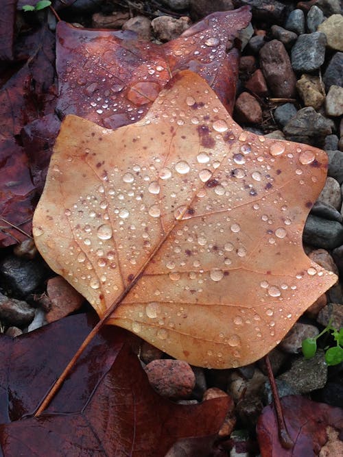Free Close-up of Dried Leaves with Water Droplets Stock Photo