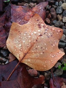 Close-up of a wet autumn leaf on pebbles, showcasing nature's intricate details.