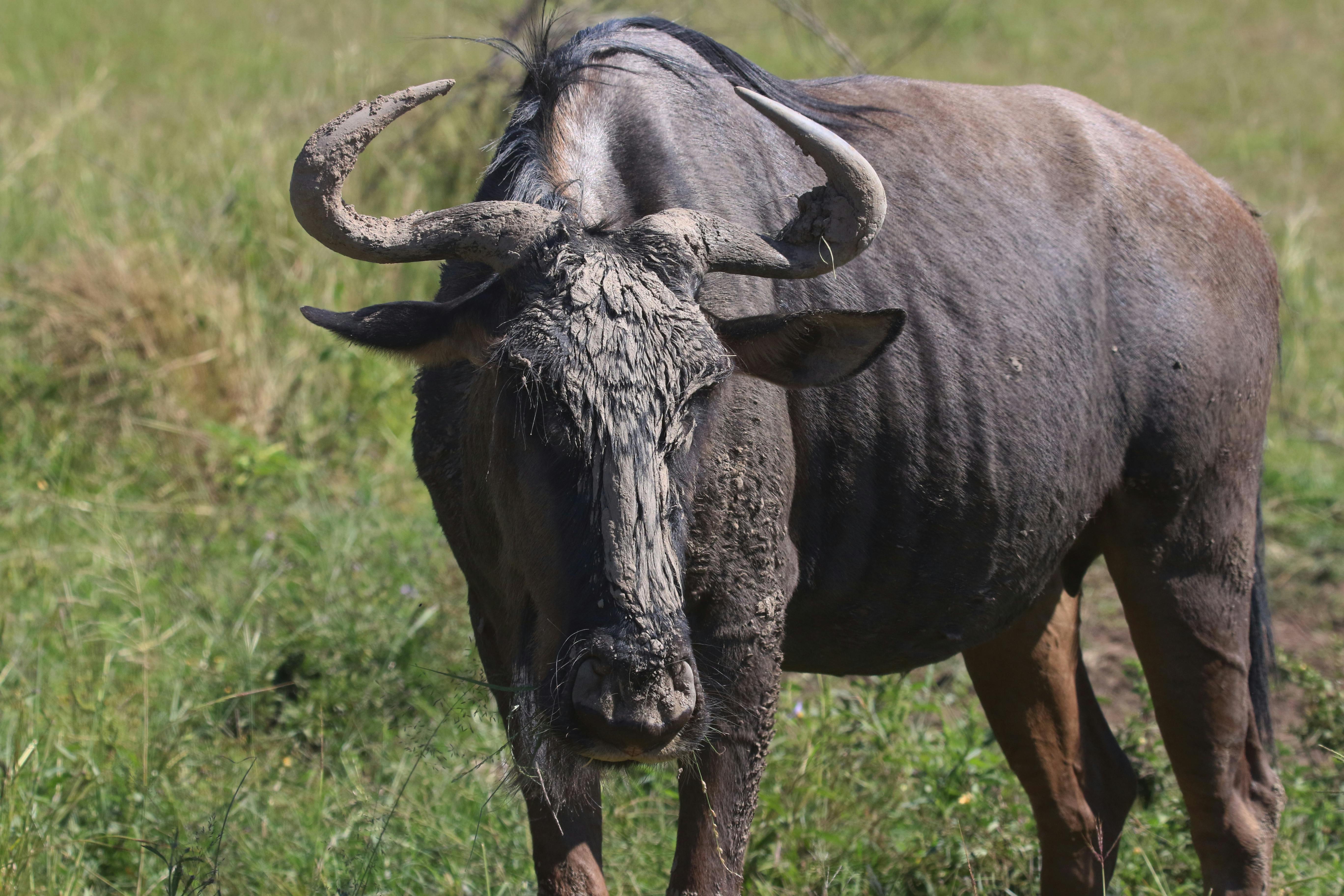 Water Buffalo · Free Stock Photo