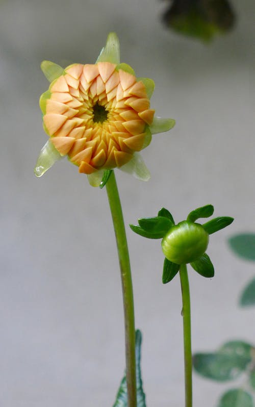 Gratis lagerfoto af dahlia, flora, gul blomst