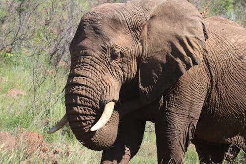 免費 棕色大象攝影 圖庫相片