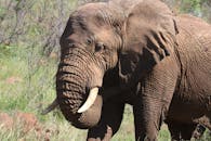 Photography of Brown Elephant