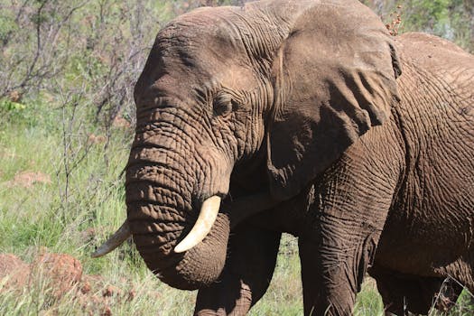 Black Elephant on Brown and Green Grass during Daytime · Free Stock Photo