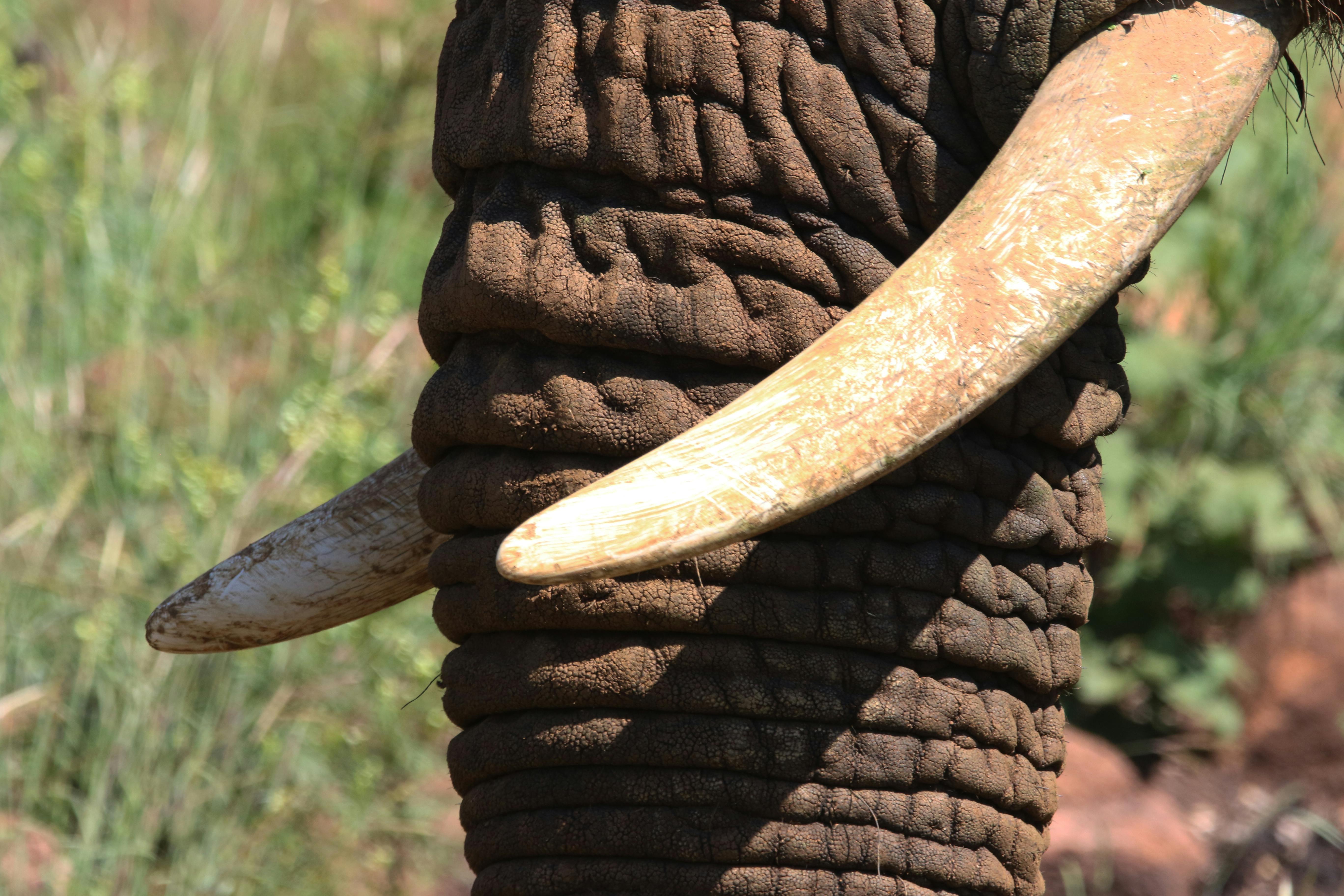 Close Up Photo of Elephant Tusk
