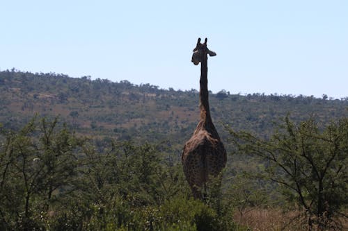 Giraffe Walking on Green Grass