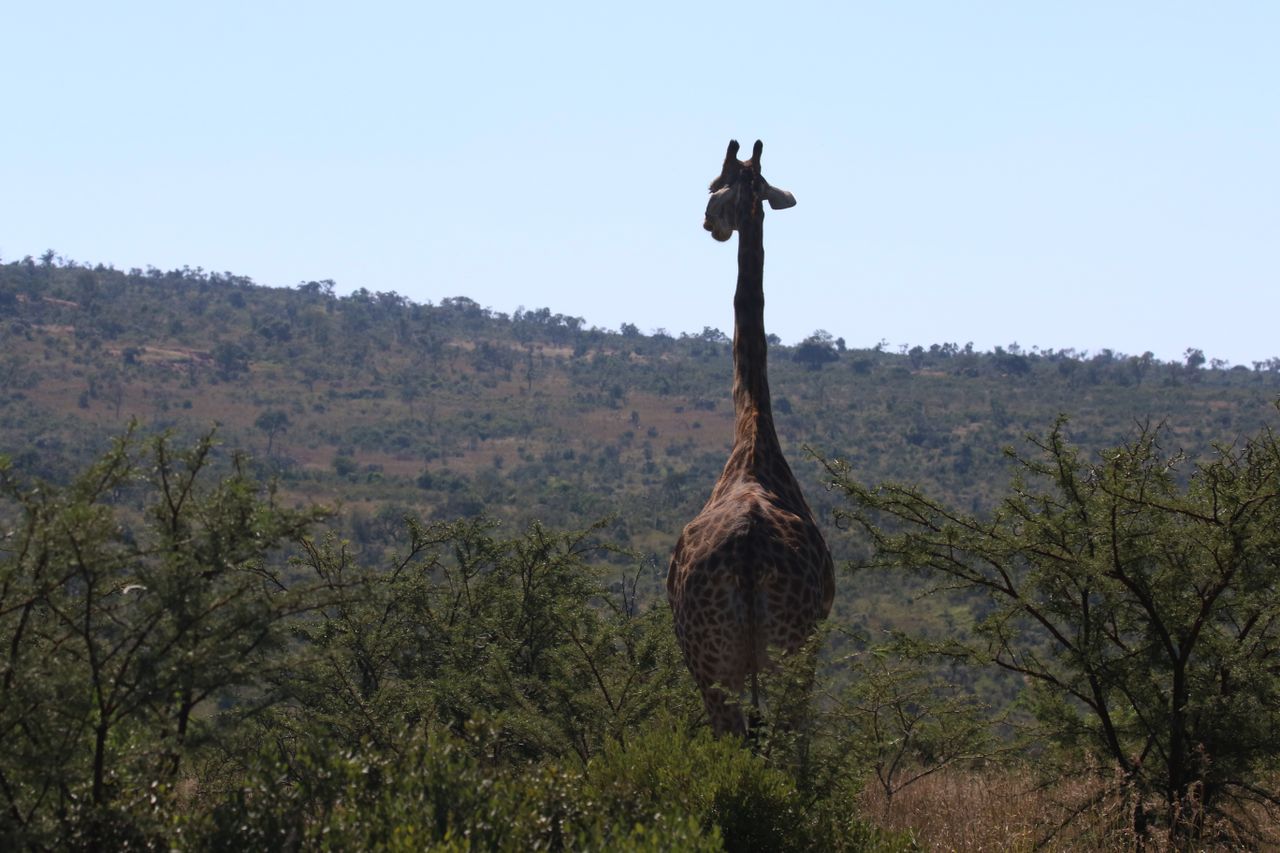 a giraffe wanders through the south african landscape under the bright