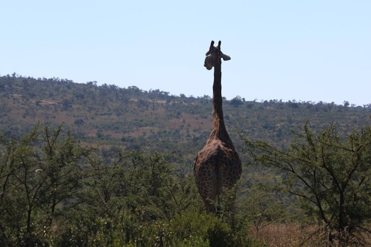 Giraffe Walking On Green Grass