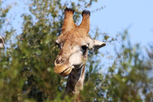 Free Closeup Photo of Brown Giraffe Stock Photo