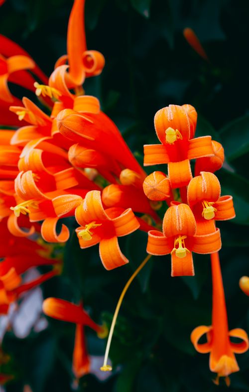 Free stock photo of arranjo floral, floral arrangement, flowers Stock Photo