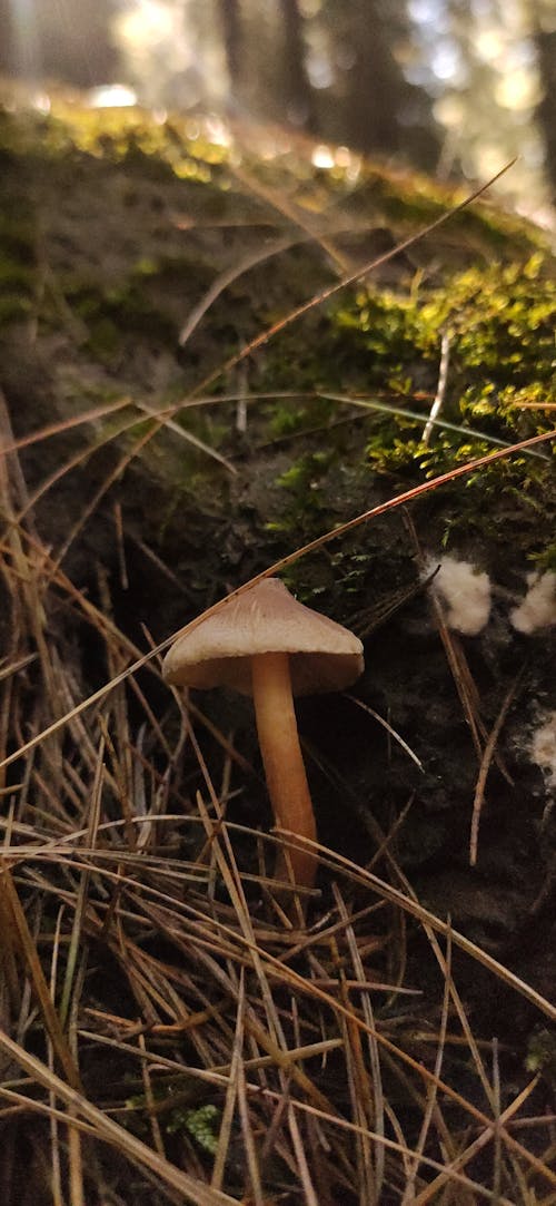 Brown Mushroom on Brown Grass