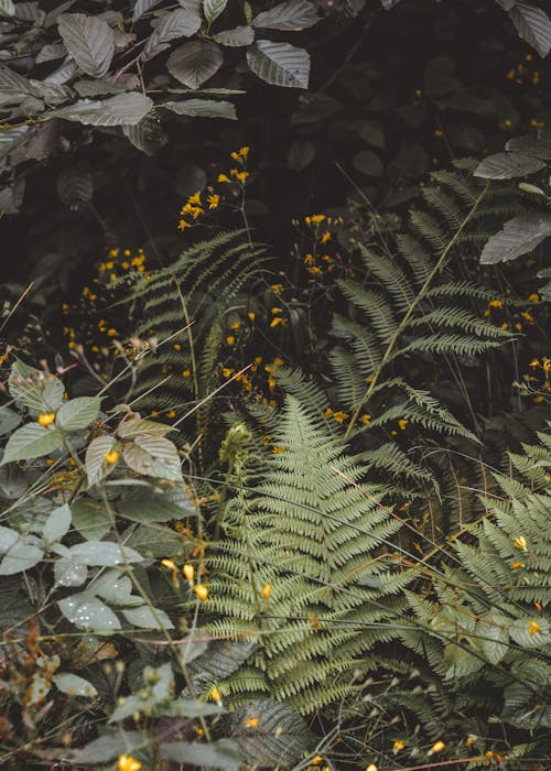 Kostnadsfri bild av anläggning, fernblad, flora