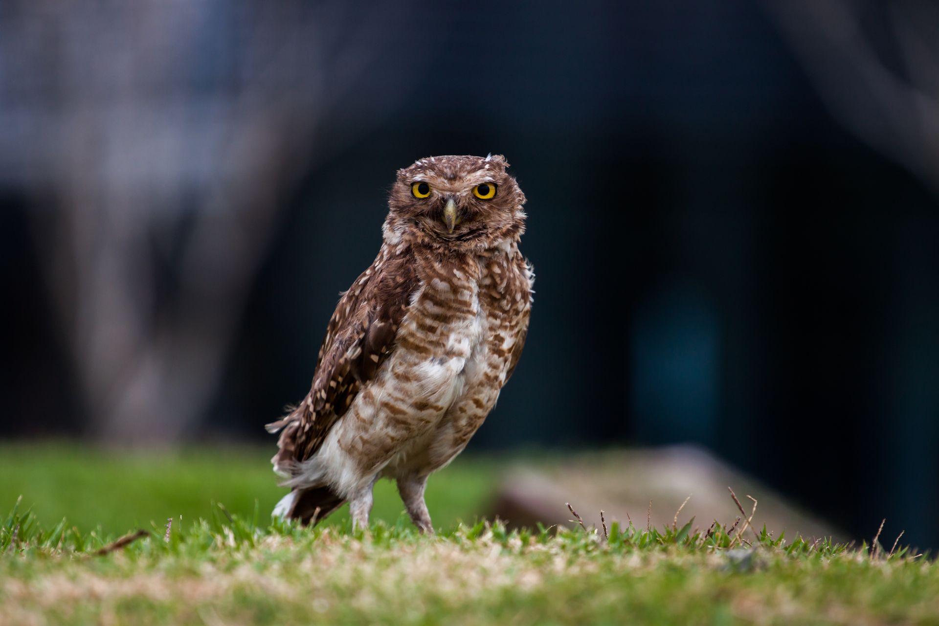 Close-up of a burrowing owl standing on grass, captured in Florianópolis, Brazil, showcasing wildlife in its natural habitat.