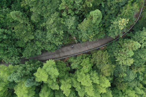 Free Aerial Footage of Road between Green Trees Stock Photo