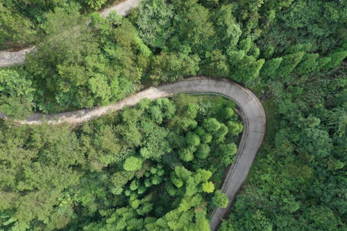 Free Aerial View of Gray Road between Green Trees Stock Photo
