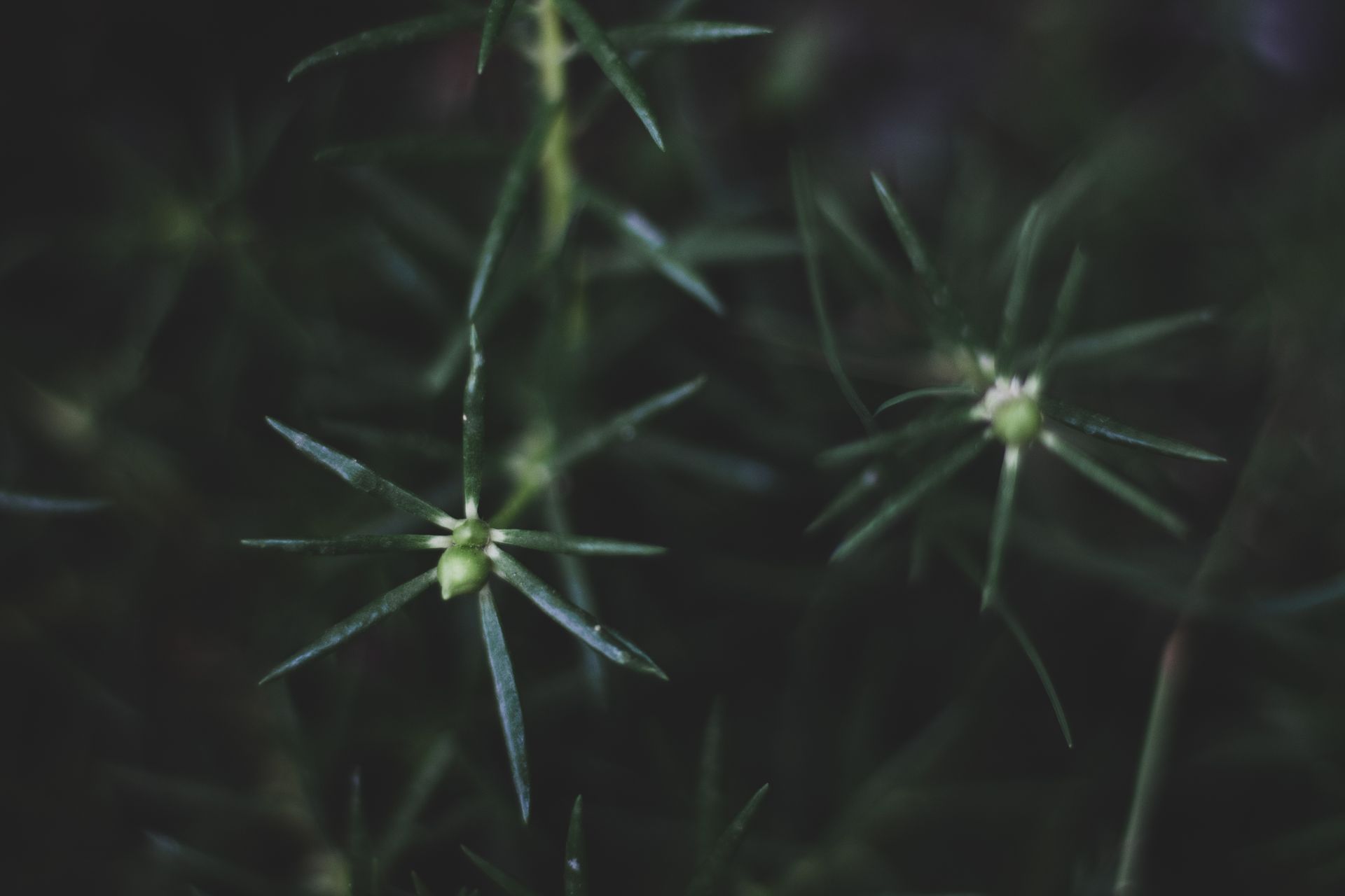 A macro shot showcasing the intricate details of a spiny green plant against a dark backdrop.