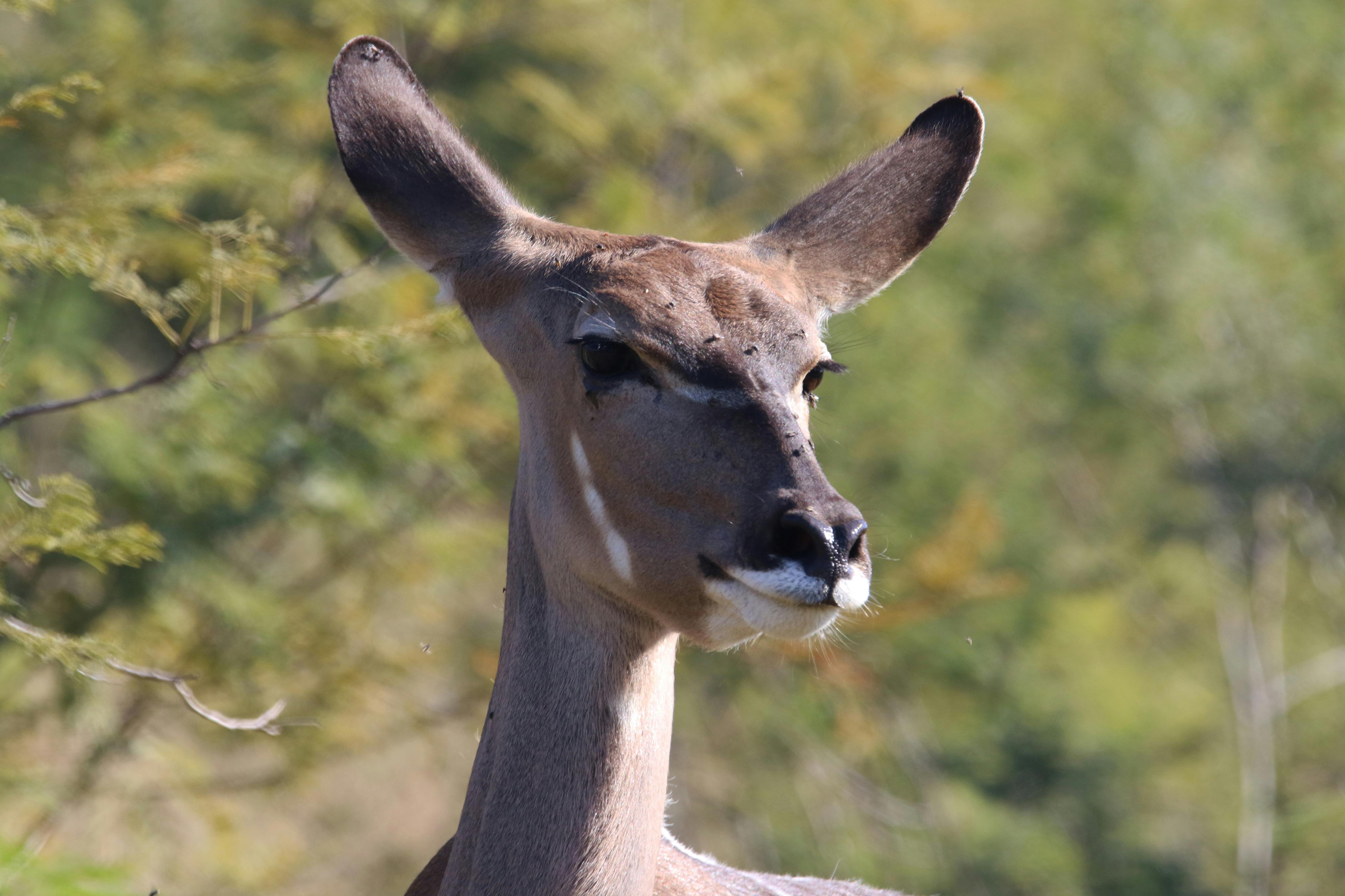 Close-up of a female kudu with stunning ears in Pilanesberg National Park, South Africa.