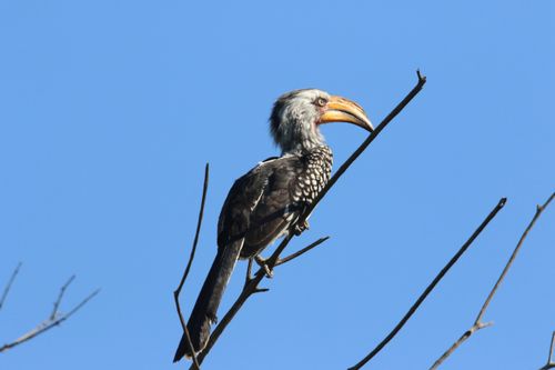 Free A Southern Yellow-Billed Hornbill perched on a branch under a clear blue sky. Stock Photo
