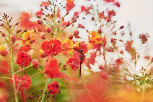 꽃가루, 붉은 꽃, 섬세한의 무료 스톡 사진
