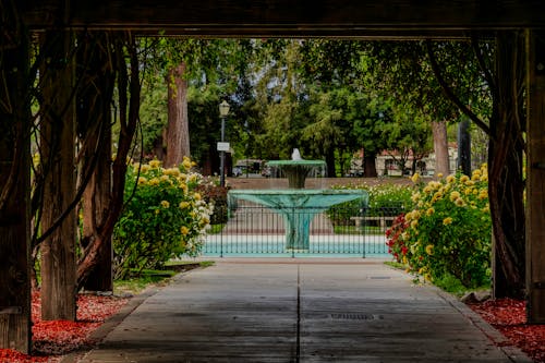 Free stock photo of beautiful flowers, fountain, roses