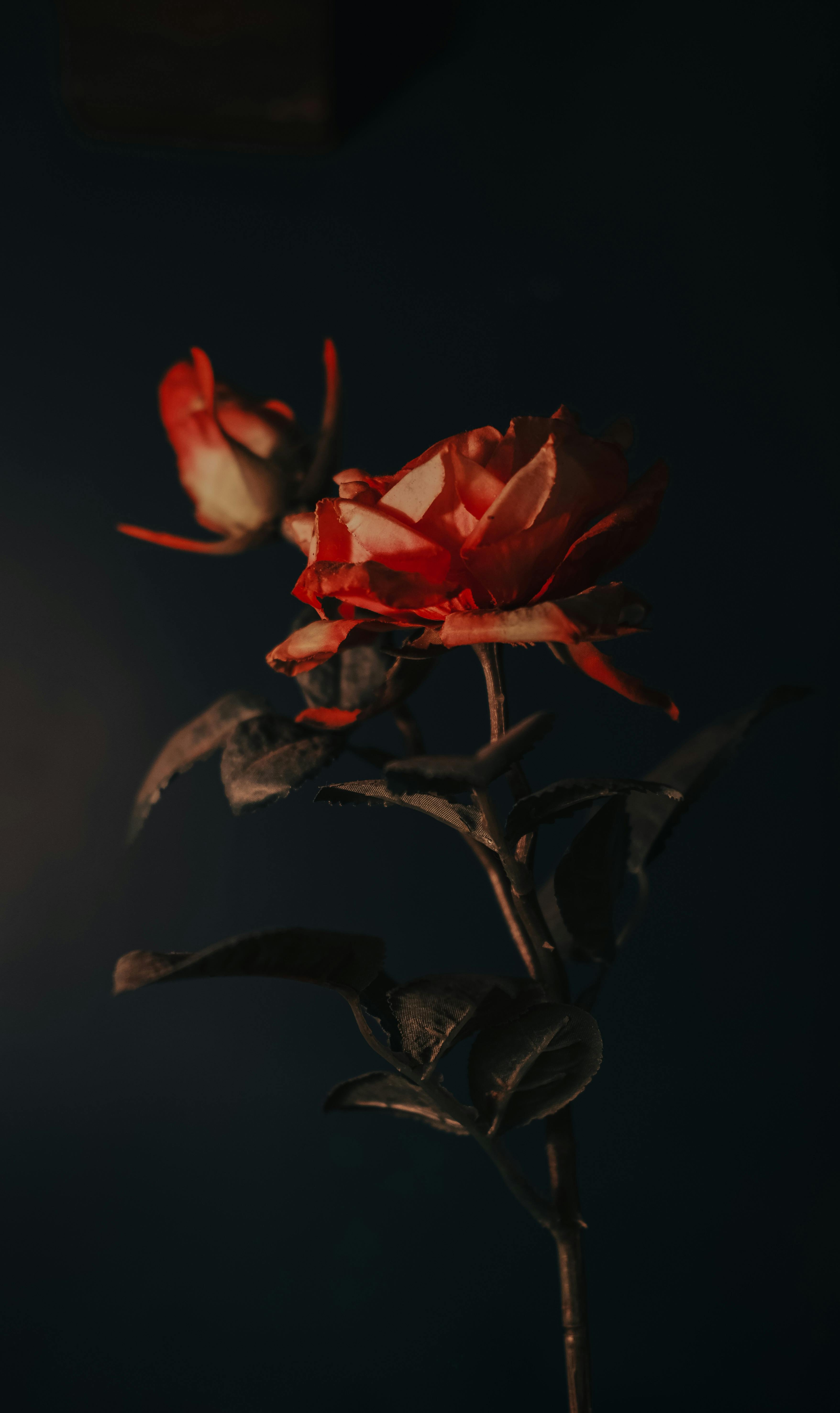 Image Of Orange Rose In Dark Background, Aesthetic Rose Pictures Background  Image And Wallpaper for Free Download