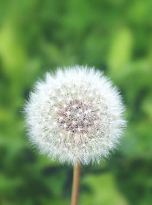 Free stock photo of air flower, bliss, dandelion