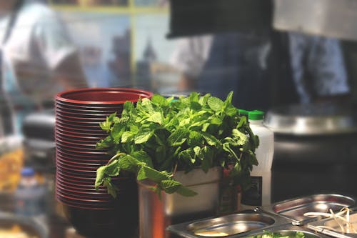무료 그릇과 베인 마리 옆에있는 녹색 잎 식물 스톡 사진