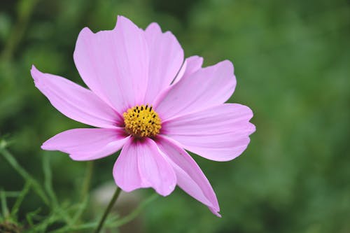 Free stock photo of beautiful flowers, bradford, cupcake