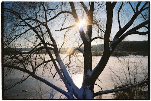 Fotobanka s bezplatnými fotkami na tému holé stromy, slnečné svetlo, slnečný lúč