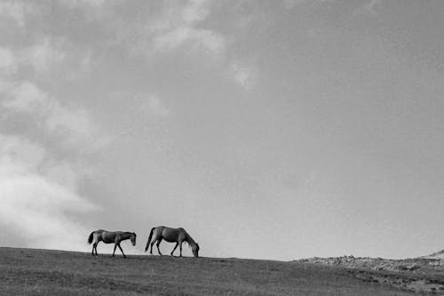 bw, güzel doğa, hayvanlar içeren Ücretsiz stok fotoğraf