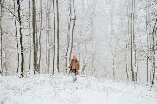 Foto d'estoc gratuïta de arbres nus, caminant, cobert de neu