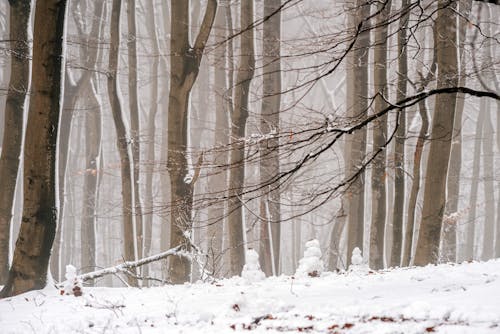 Bare Trees Covered With Snow