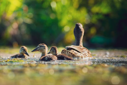Close-up Photo of Ducks on Water 