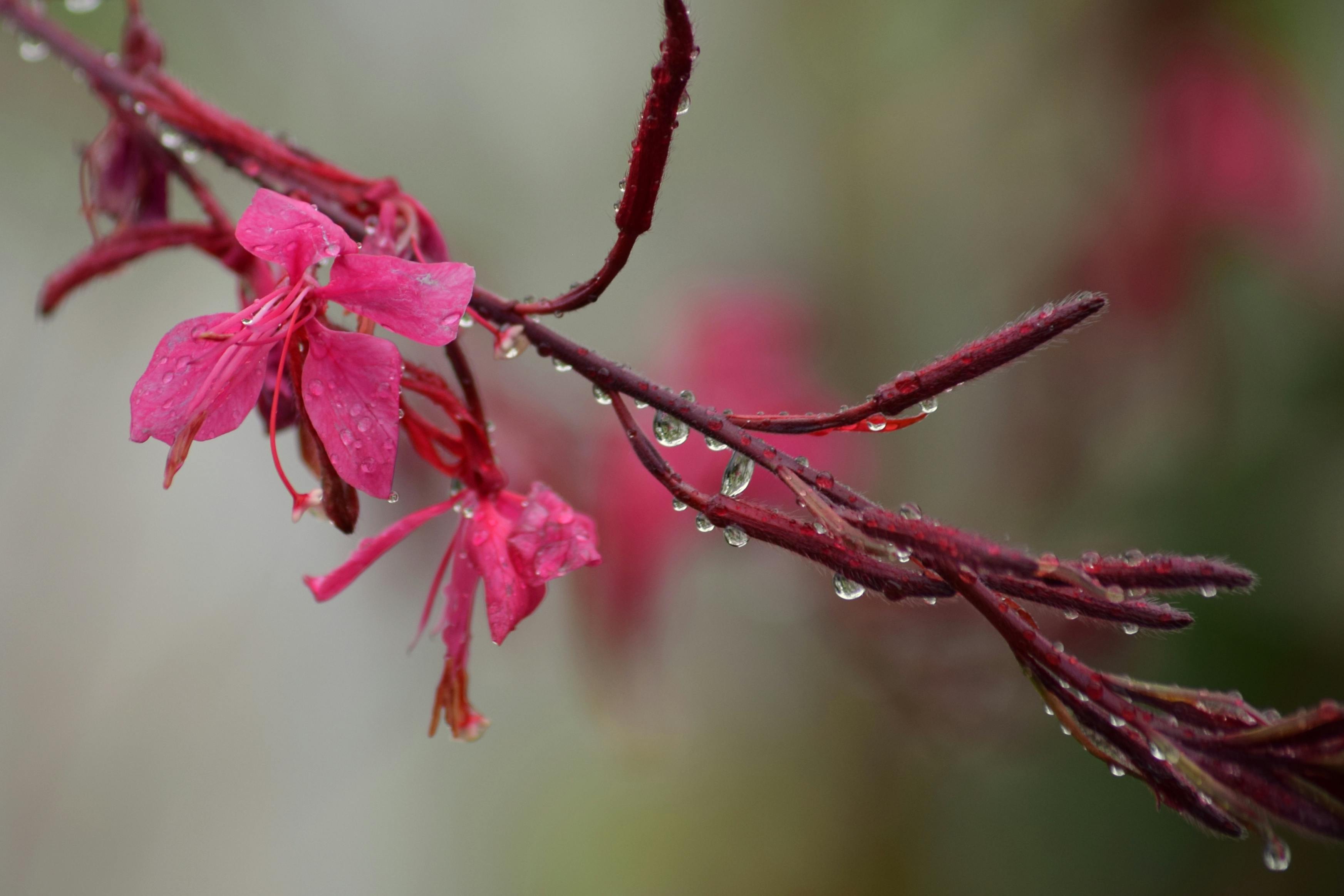 Free stock photo of Flower in the rain, flowers