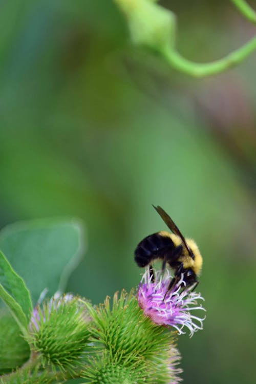 Free stock photo of bumblebee