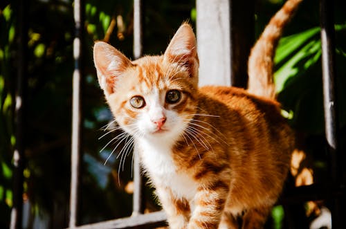 Close-up Photo of Tabby Kitten 