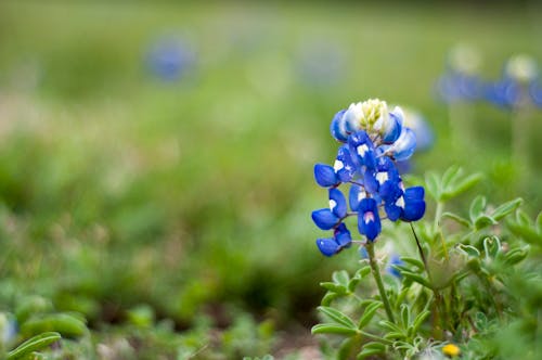 Free stock photo of bloom, blue, blue bonnets