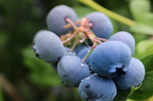 Gratis lagerfoto af blåbær