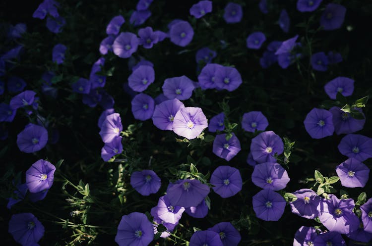 A Field Of Bindweed Flower