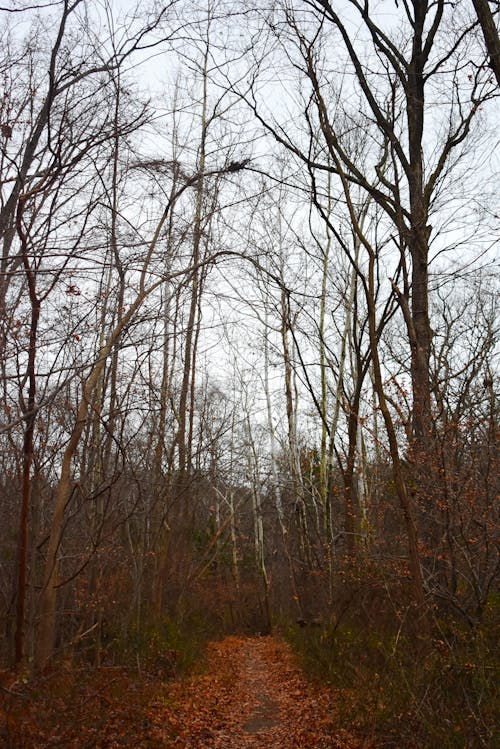 Foto profissional grátis de árvores sem folhas, calçada, declínio