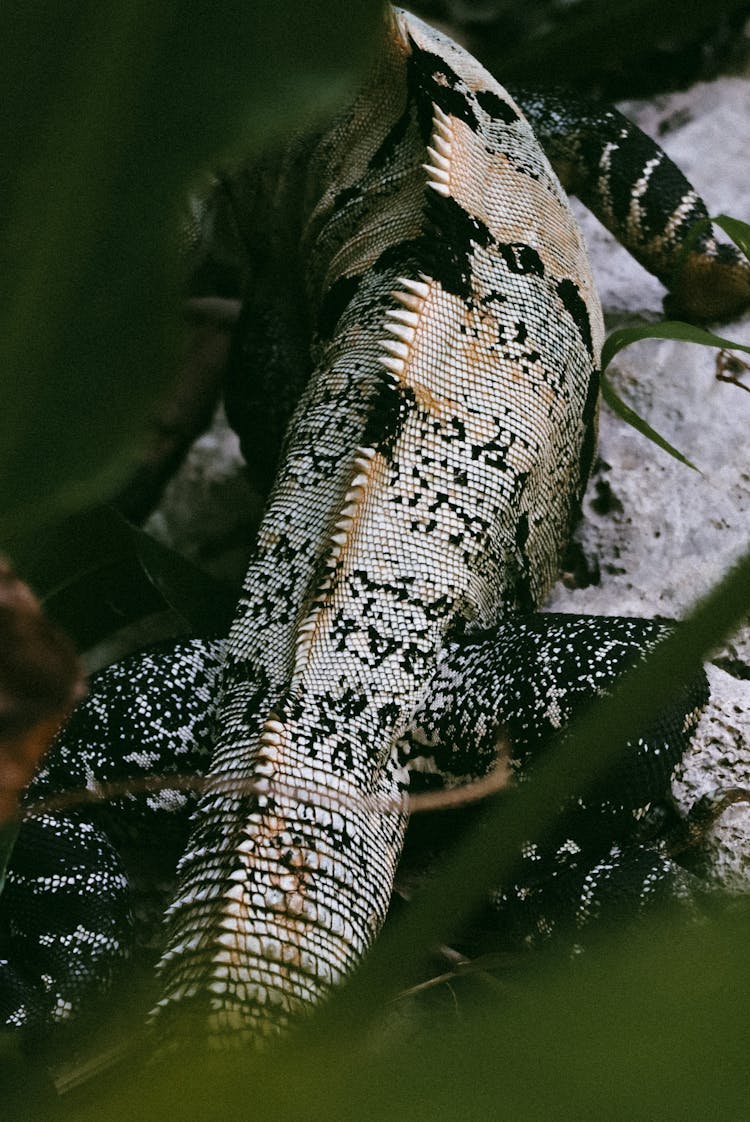 Iguana Between Leaves Of Tropical Plants 