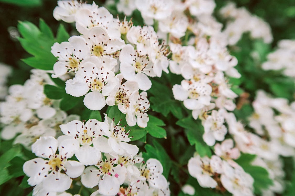 White Flowers