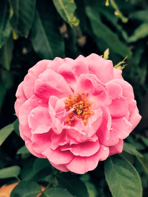 Free Stunning pink garden rose with raindrops, captured in detail against lush green leaves. Stock Photo